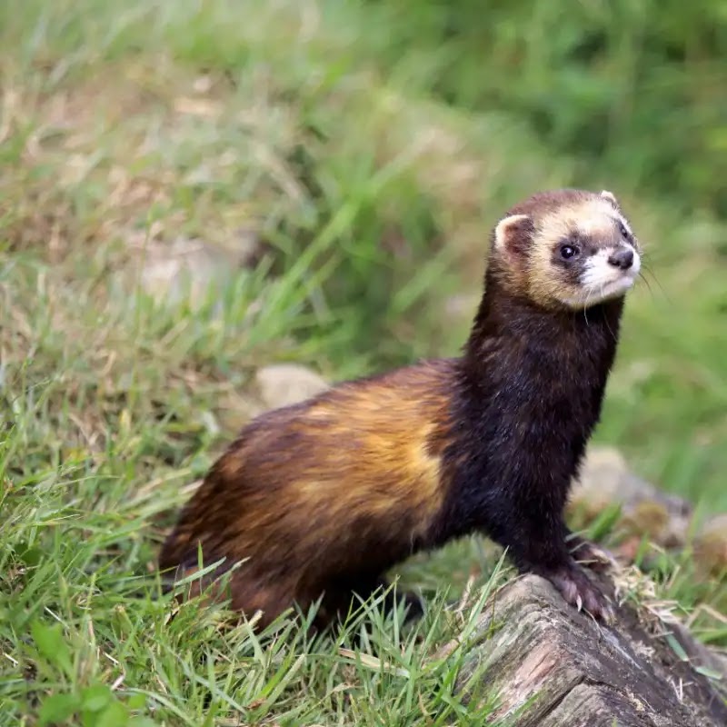 a polecat